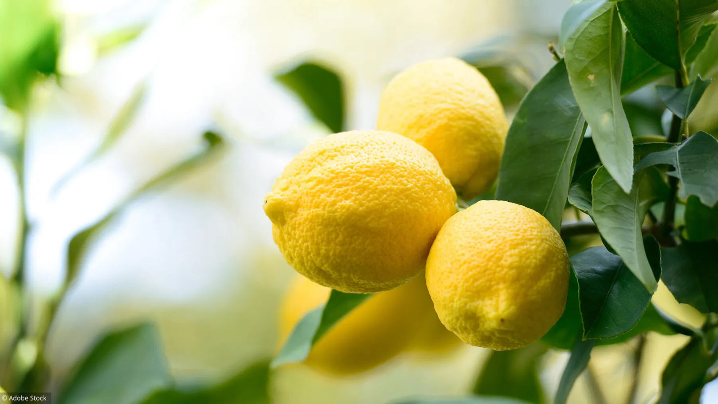 Citrons